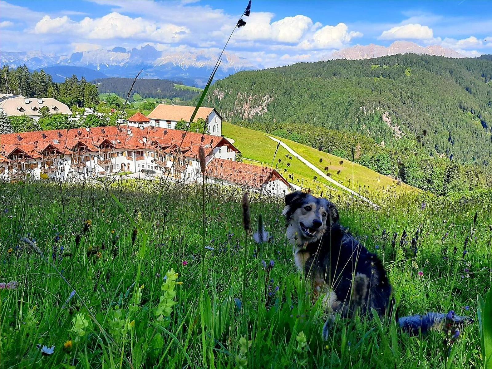 Gasthof Schmiederalm Aldino Εξωτερικό φωτογραφία